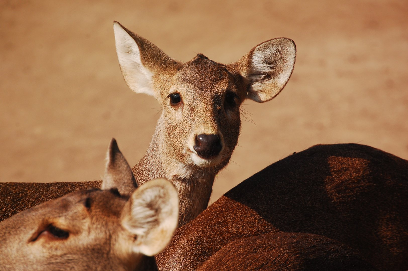 Hog deer - Lahore zoo 17/11/2019