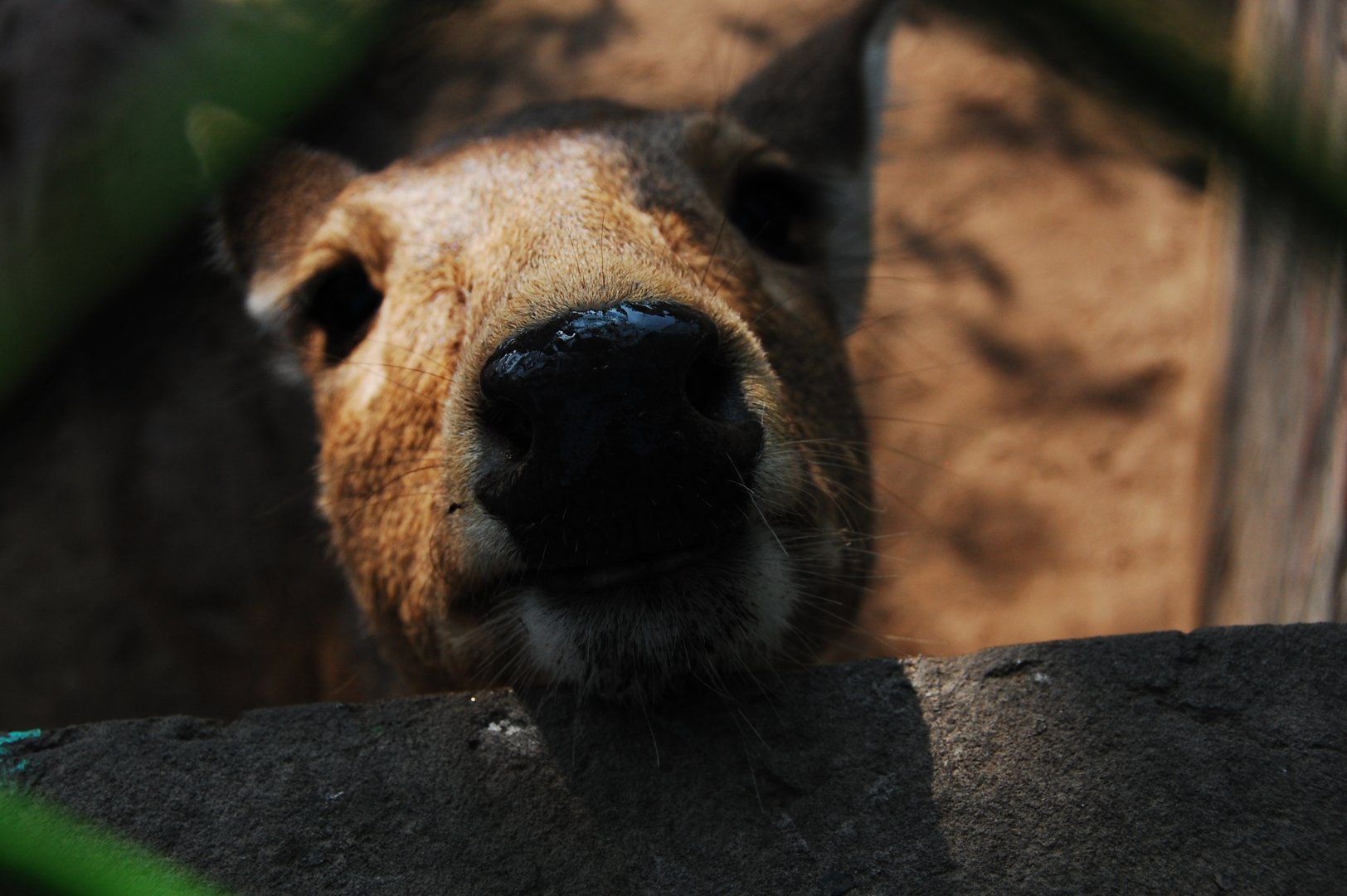 Hog deer - Lahore zoo 17/11/2019