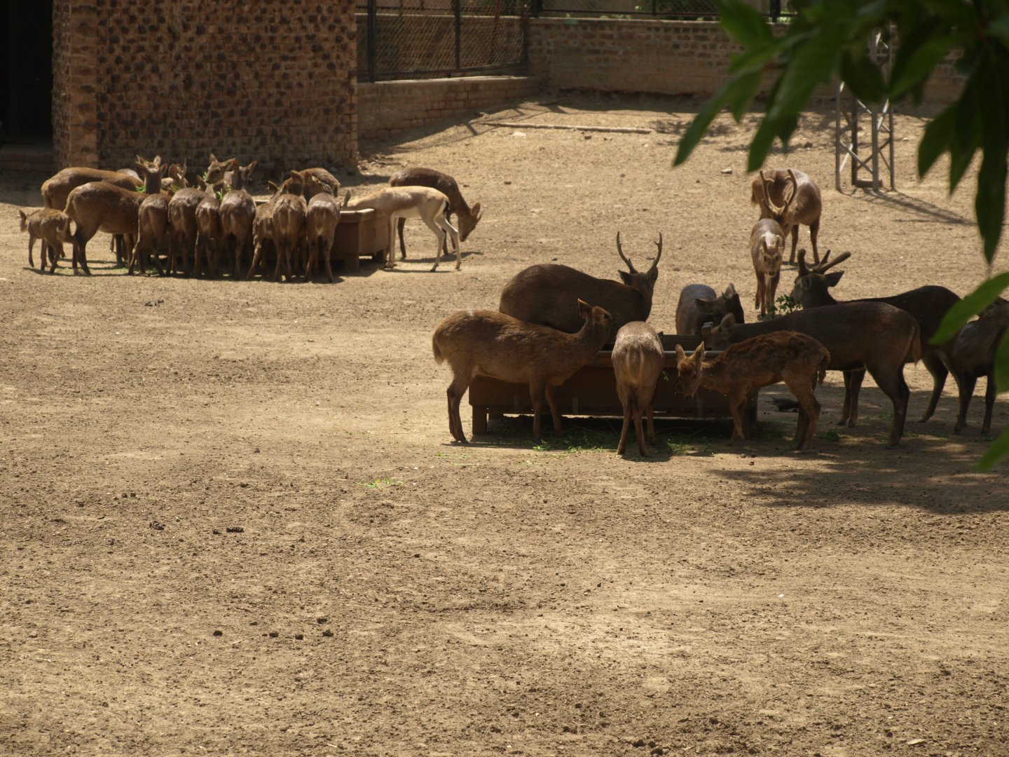 Hog deer - Lahore zoo 8/4/2017
