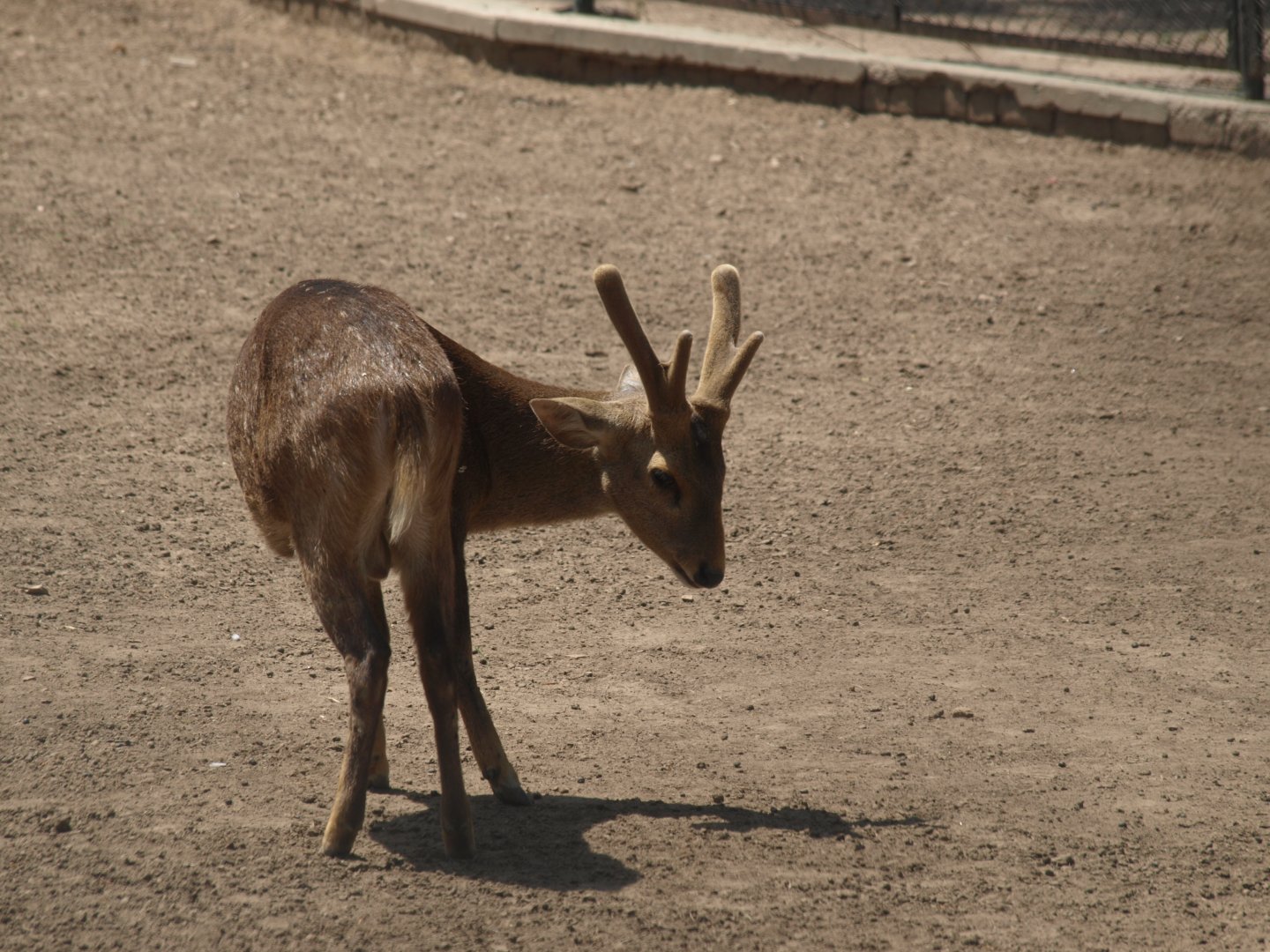 Hog deer - Lahore zoo 8/4/2017