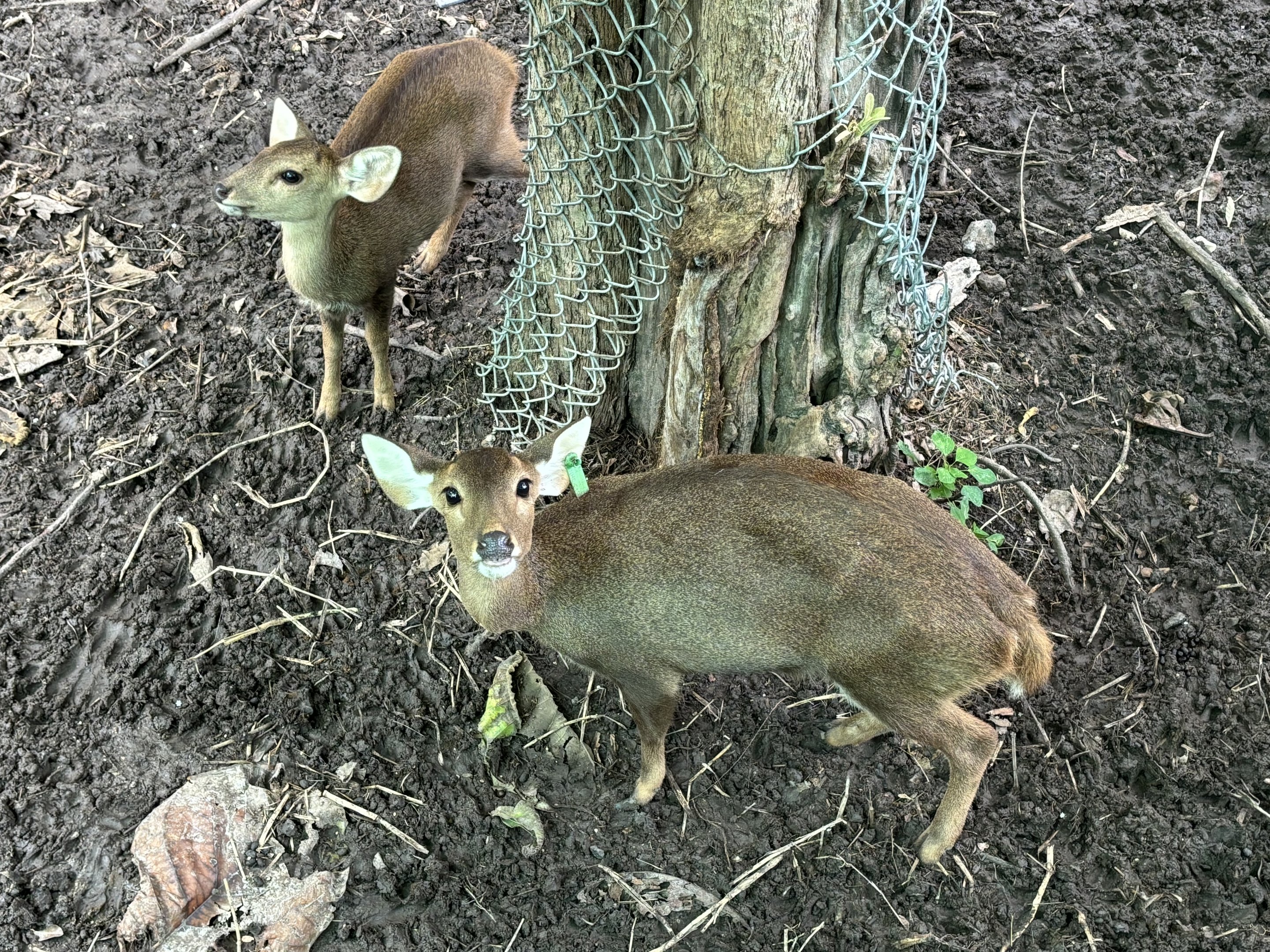 Hog Deer - Lopburi Zoo