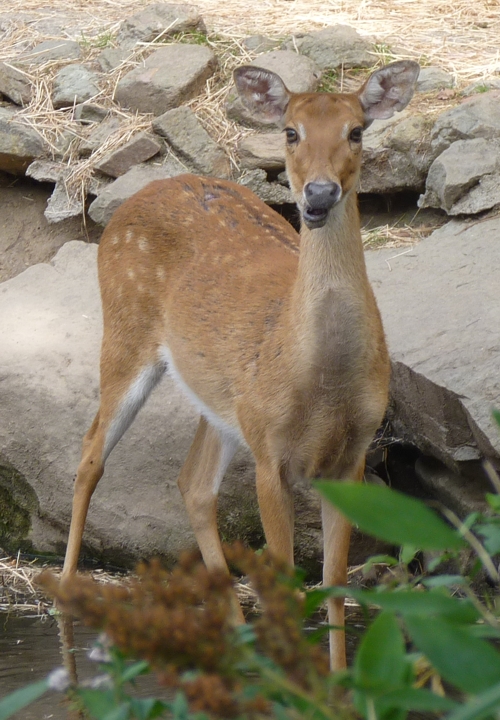 Hog deer or Myanmar thamin?