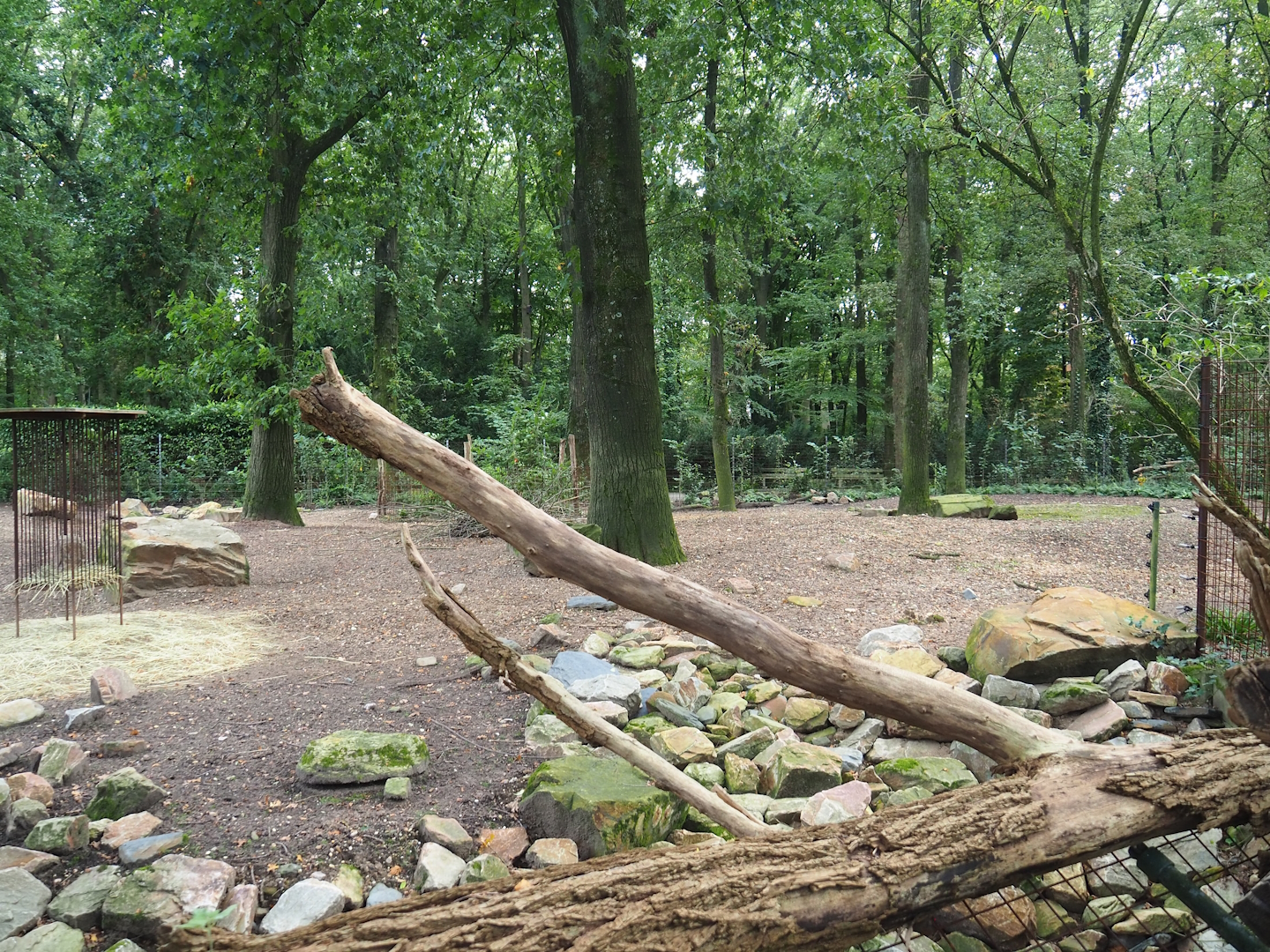 Hog deer paddock, 2023-10-07