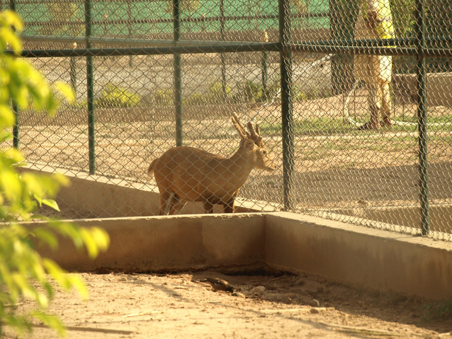 Hog deer - Peshawar Zoo 22/7/2018