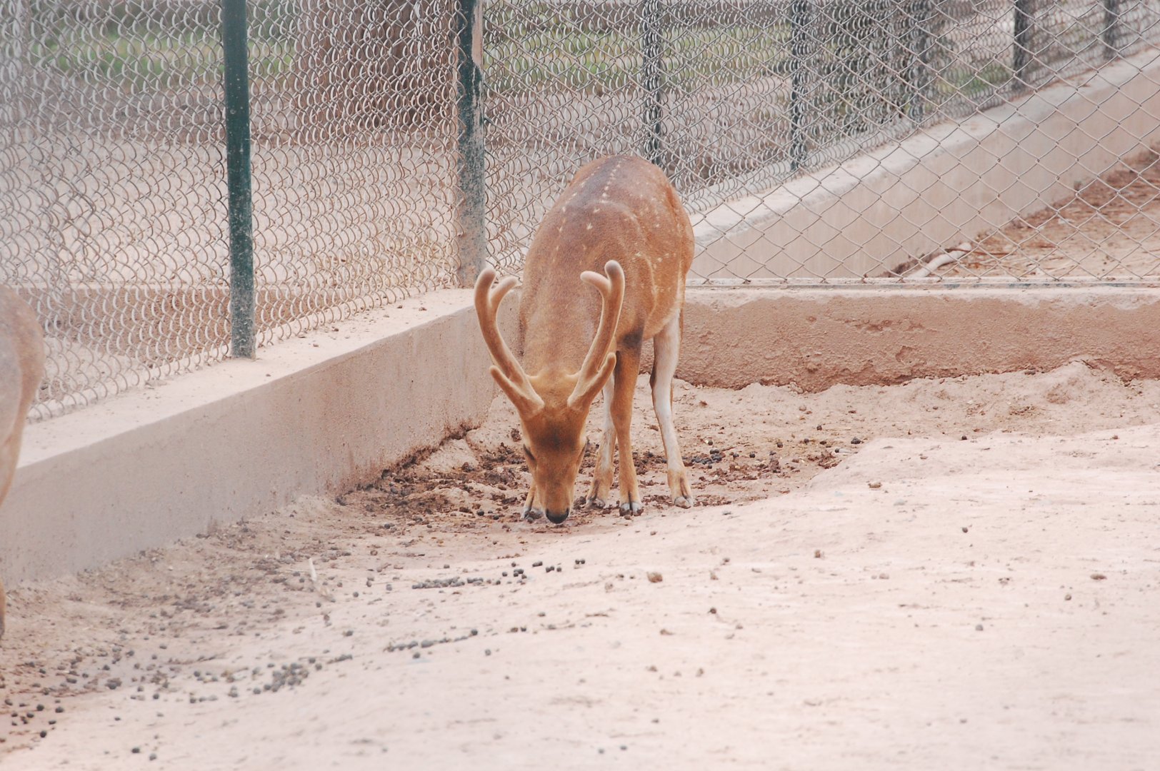 Hog deer - Peshawar zoo 6/23/2019
