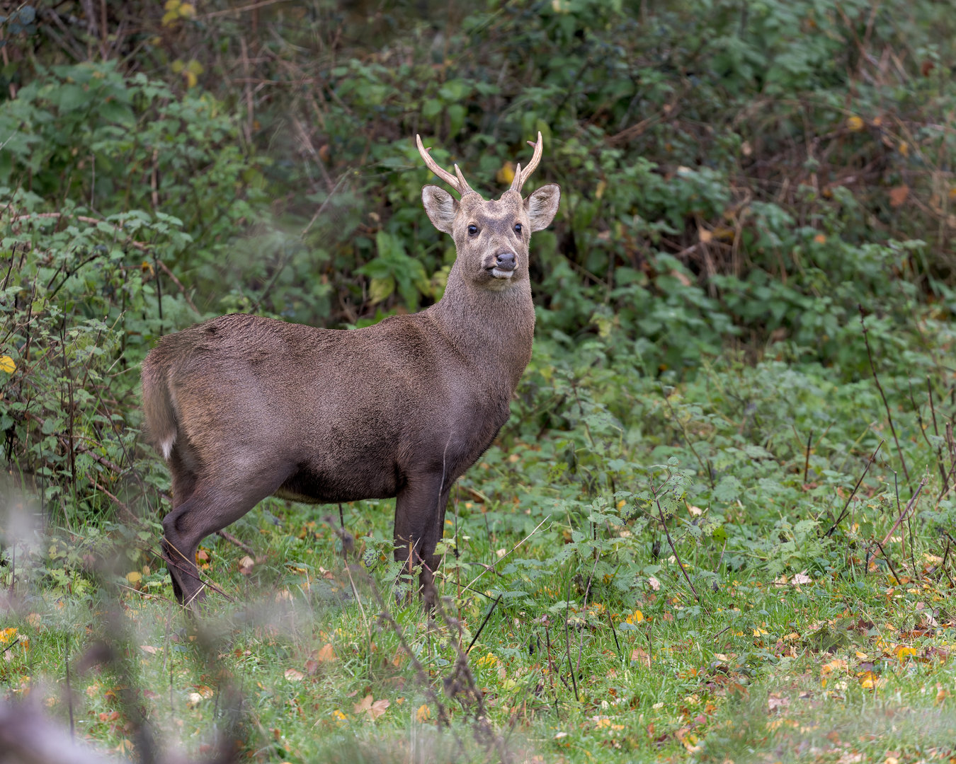 Hog Deer Prickett / Watatunga / 27-11-22