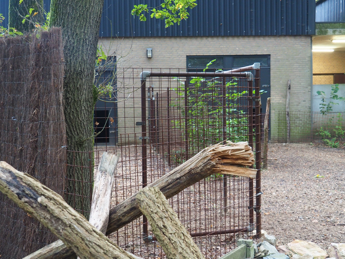 Hog deer separation paddock, 2023-10-07