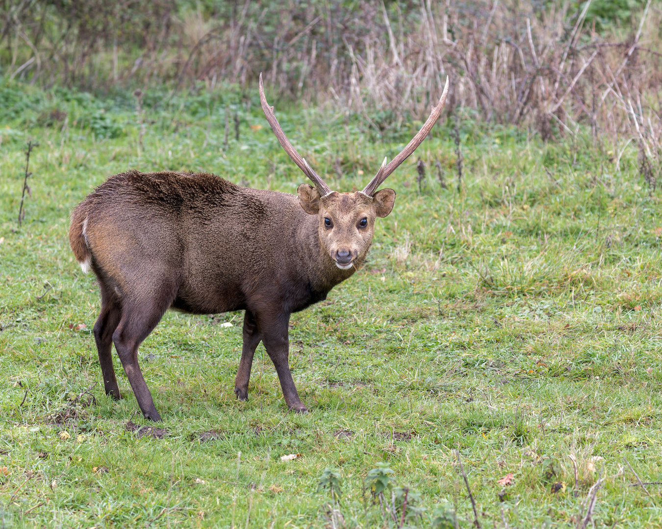 Hog Deer Stag / Watatunga / 27-11-22
