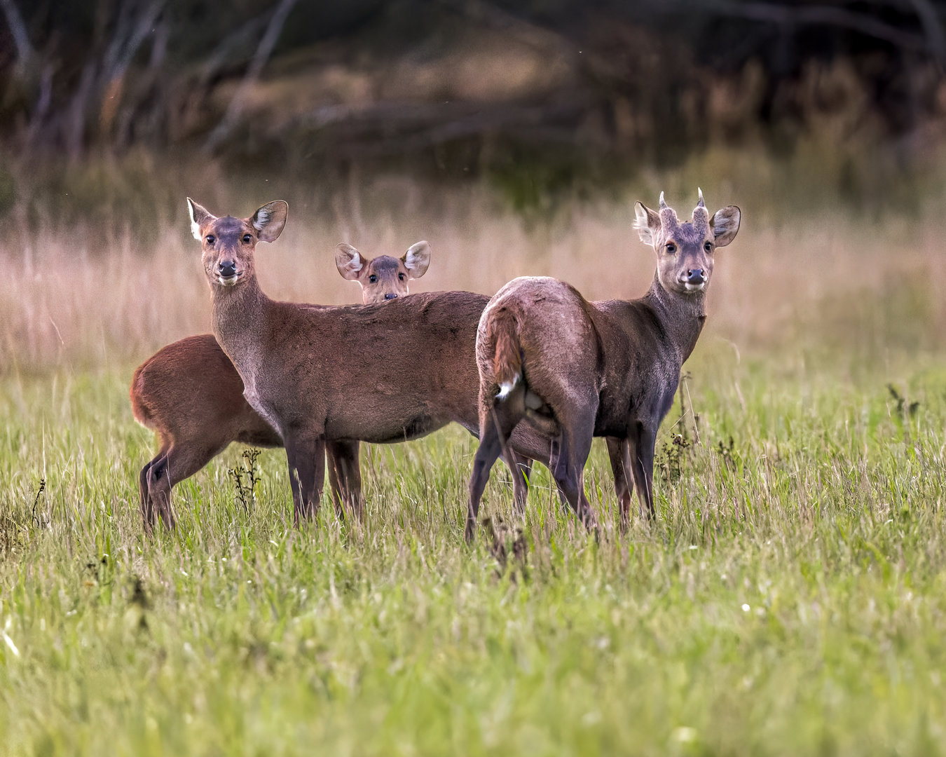 Hog Deer / Watatunga / 15-9-22
