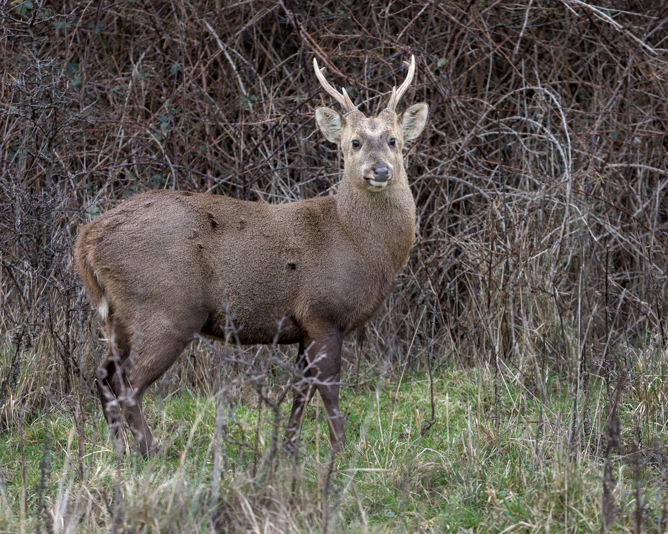 Hog Deer / Watatunga / 16-1-23