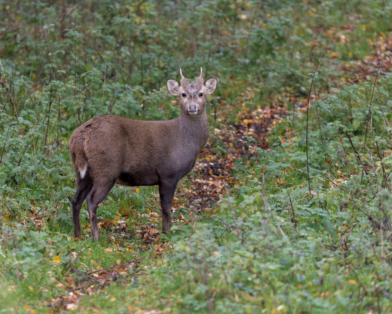 Hog Deer / Watatunga / 27-11-22