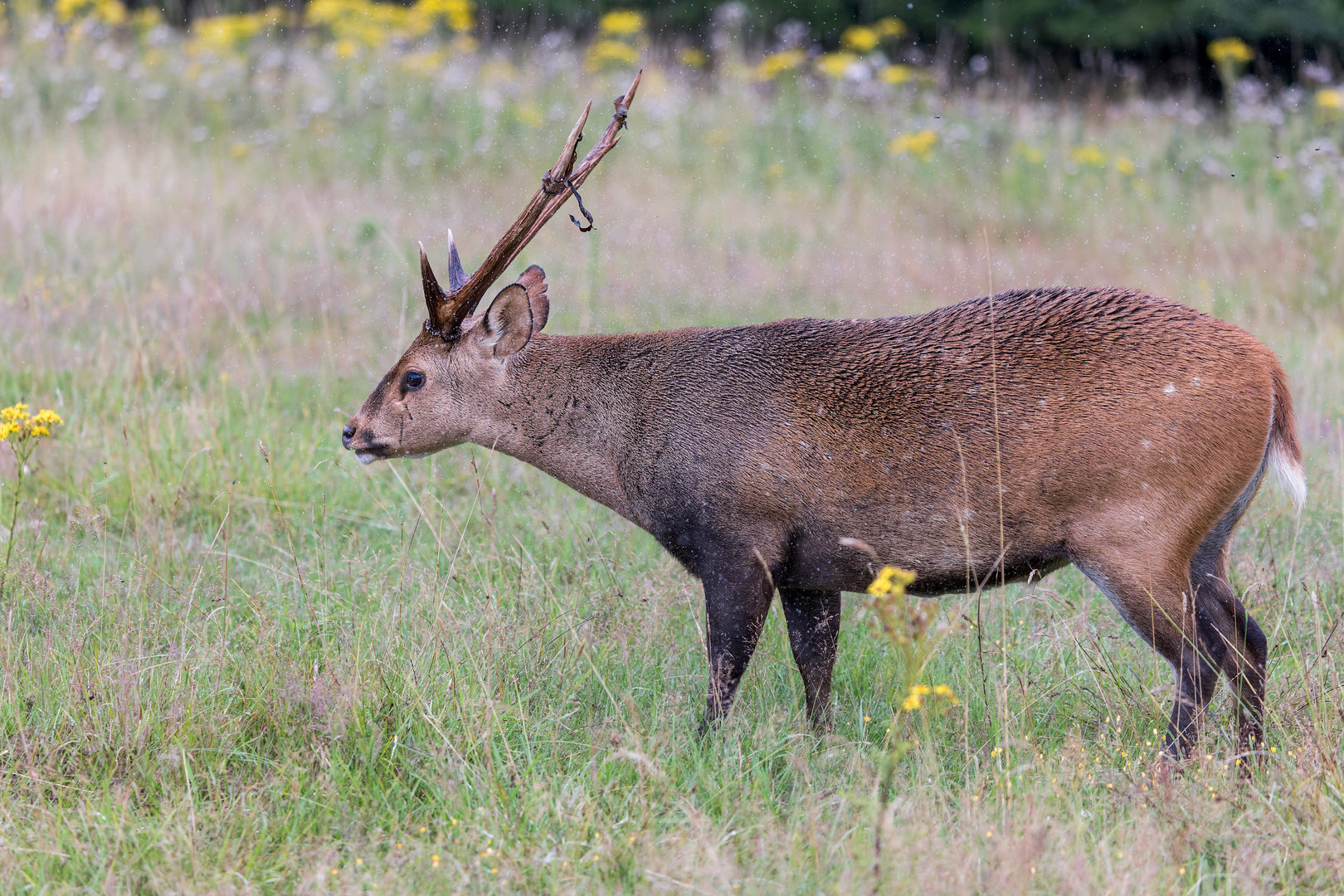 Hog Deer / Watatunga / 30-7-23