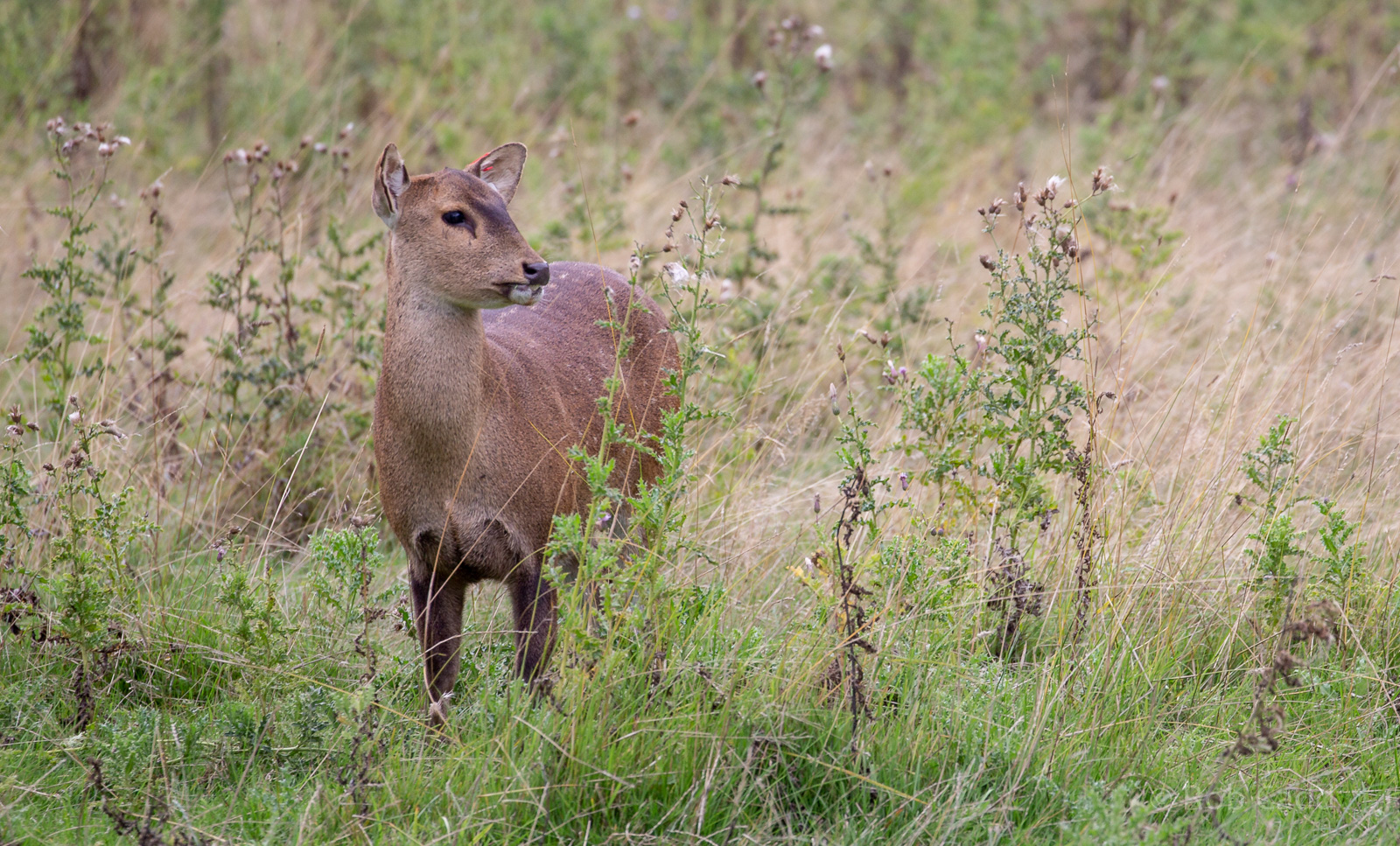 Hog deer : Whipsnade : 27 Aug 2018