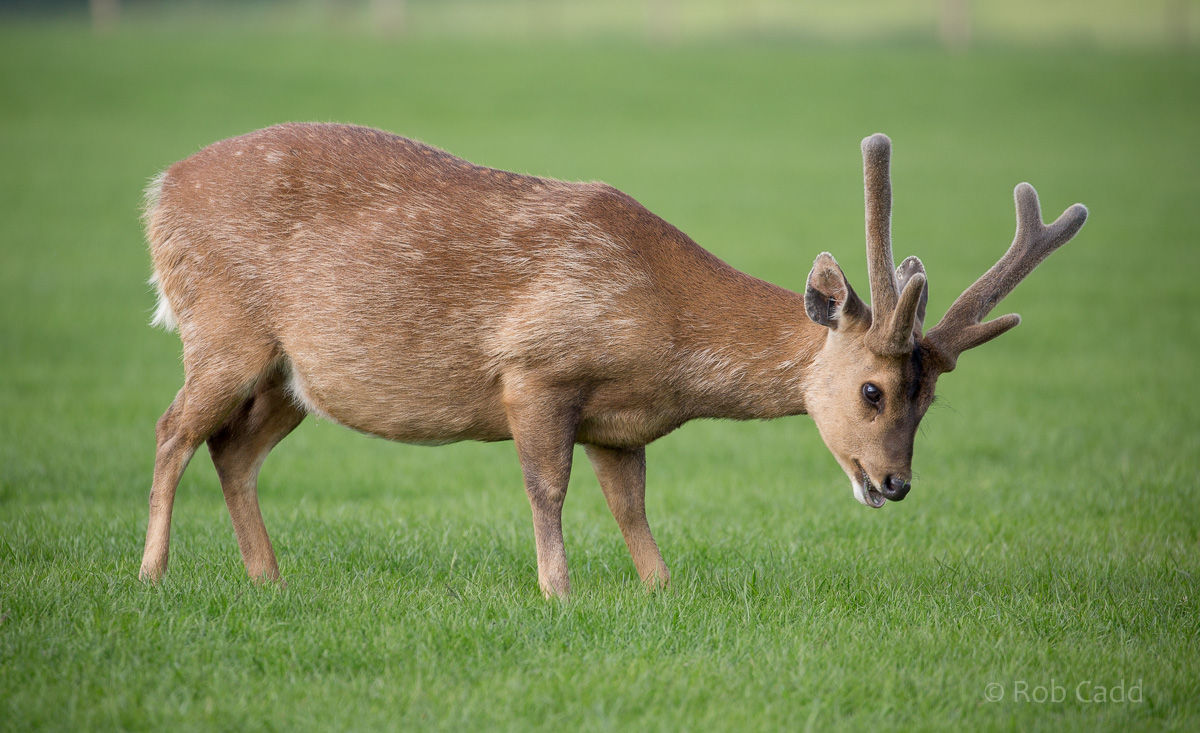 Hog deer : Whipsnade : 28 May 2016