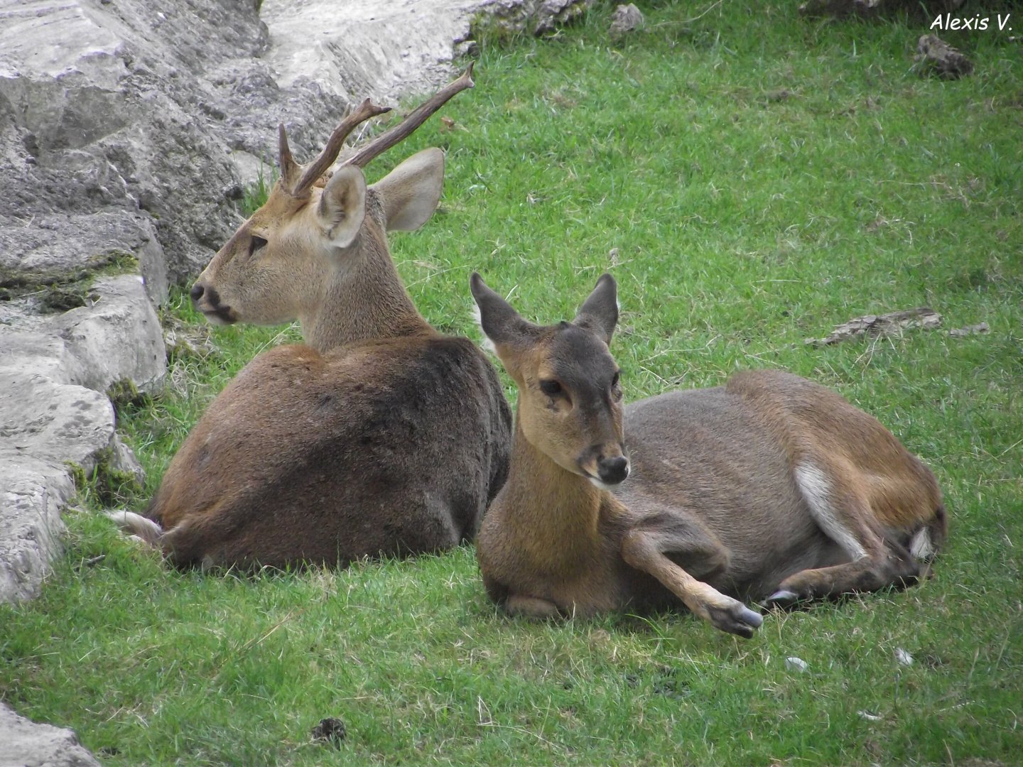 Hog Deer - Zooparc de Beauval - 08/2021