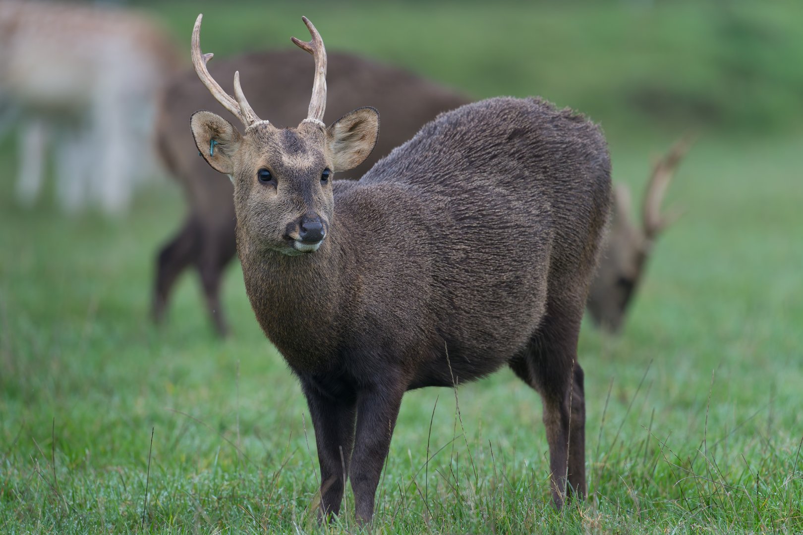 Hog Deer, ZSL Whipsnade, UK