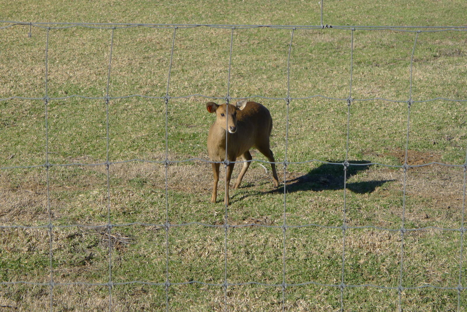 Hog Deer