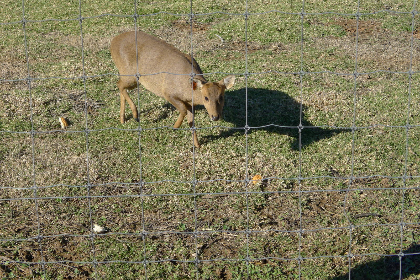 Hog Deer