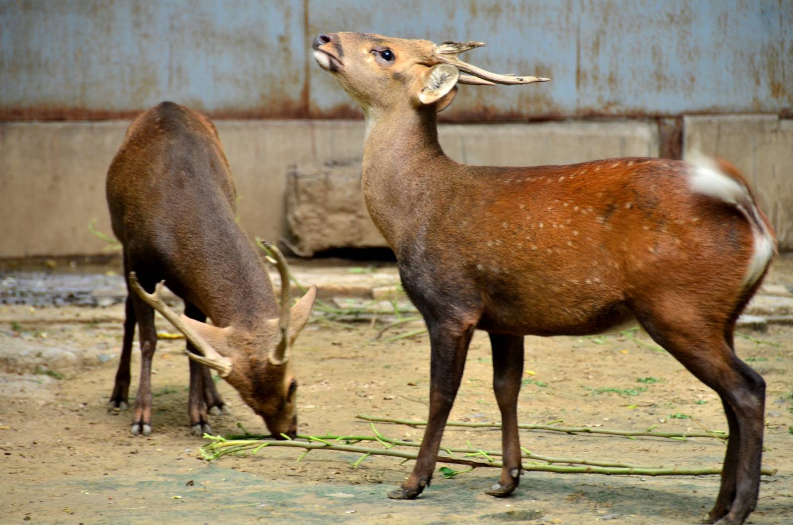 Hog Deer