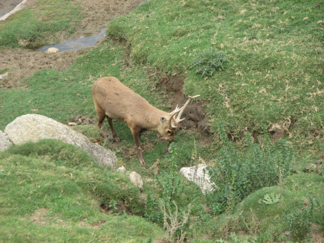 Hog deer