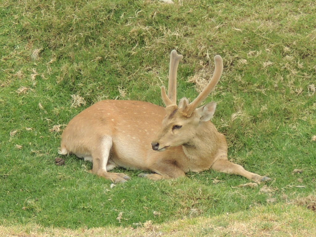 hog deer