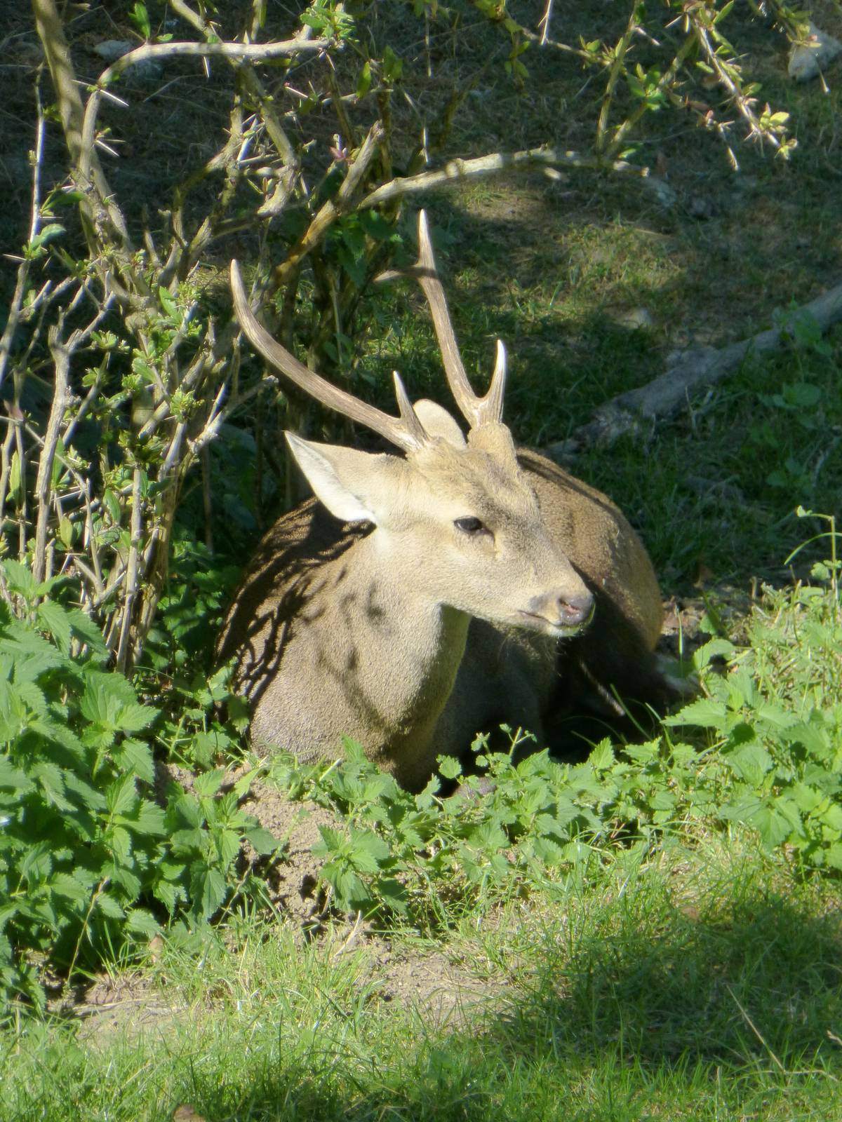 Hog deer