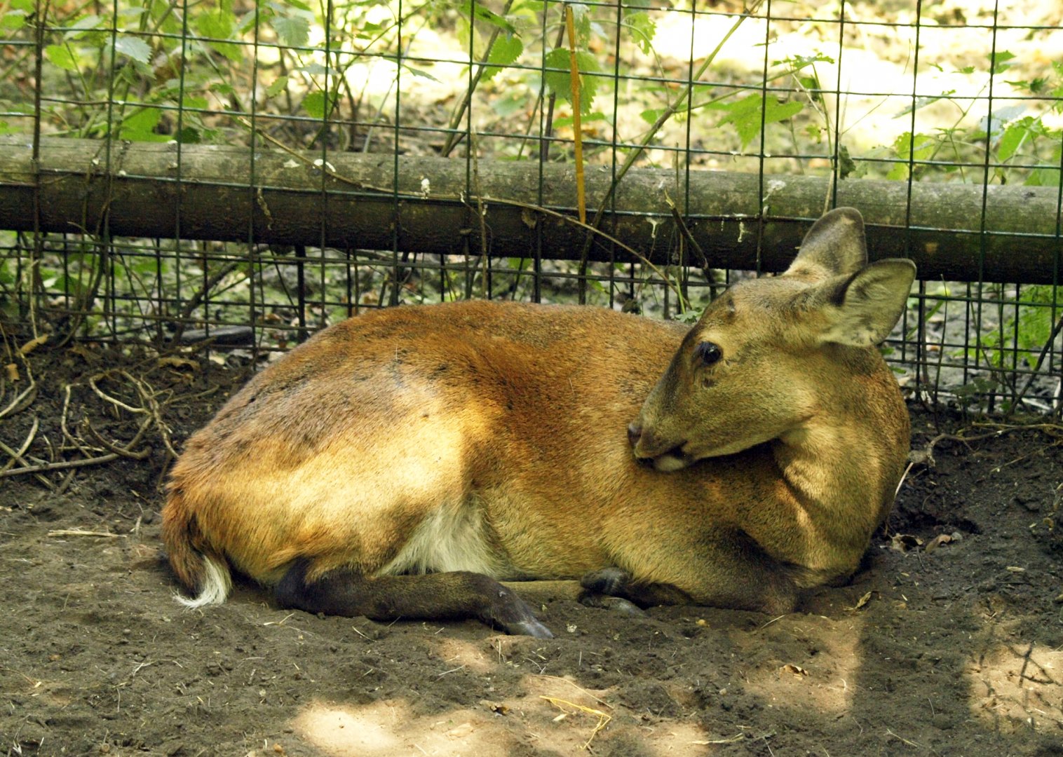Hog deer