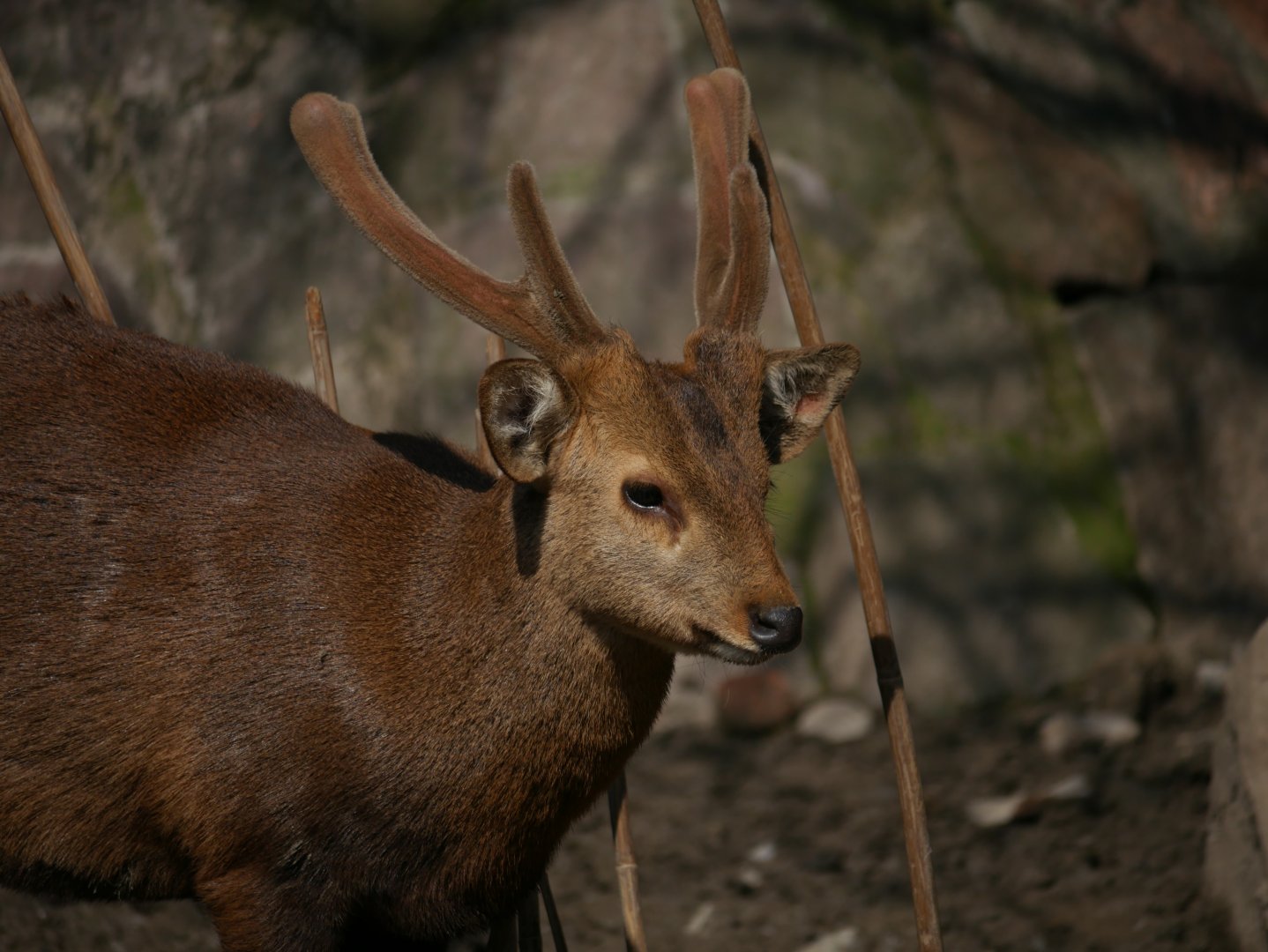 Hog deer