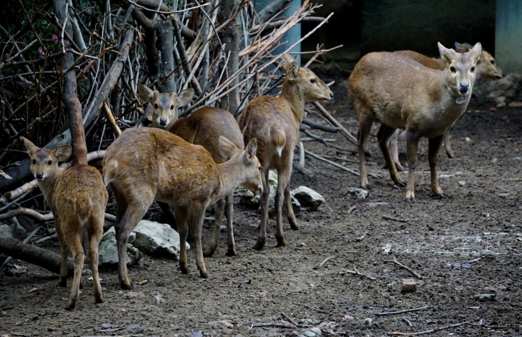 Hog deer