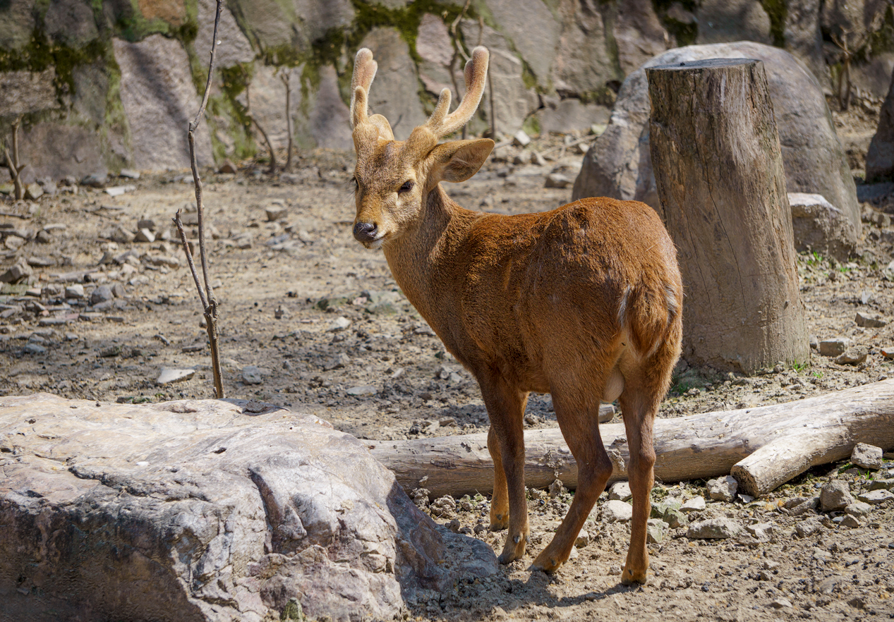 Hog deer