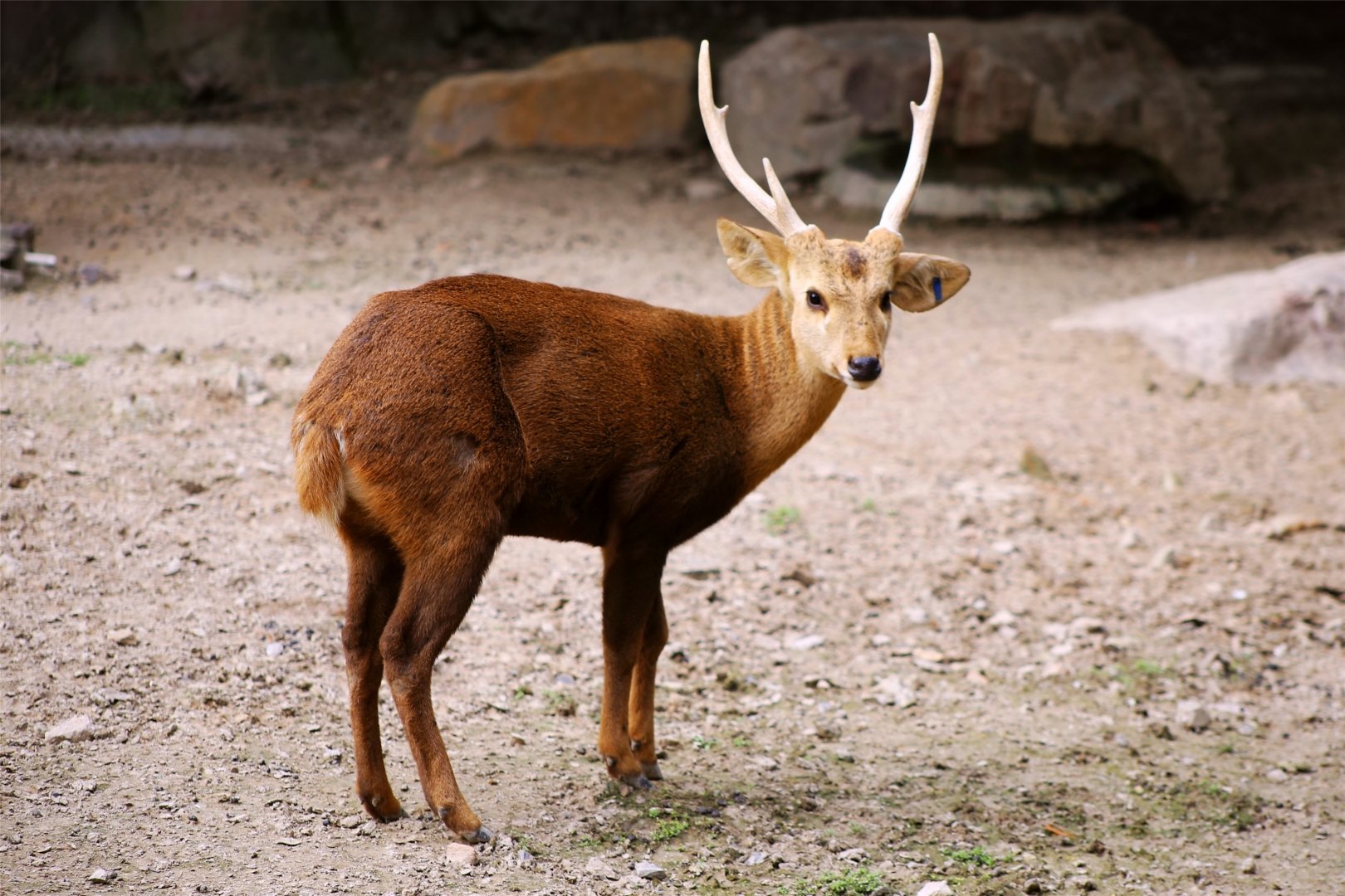 Hog Deer
