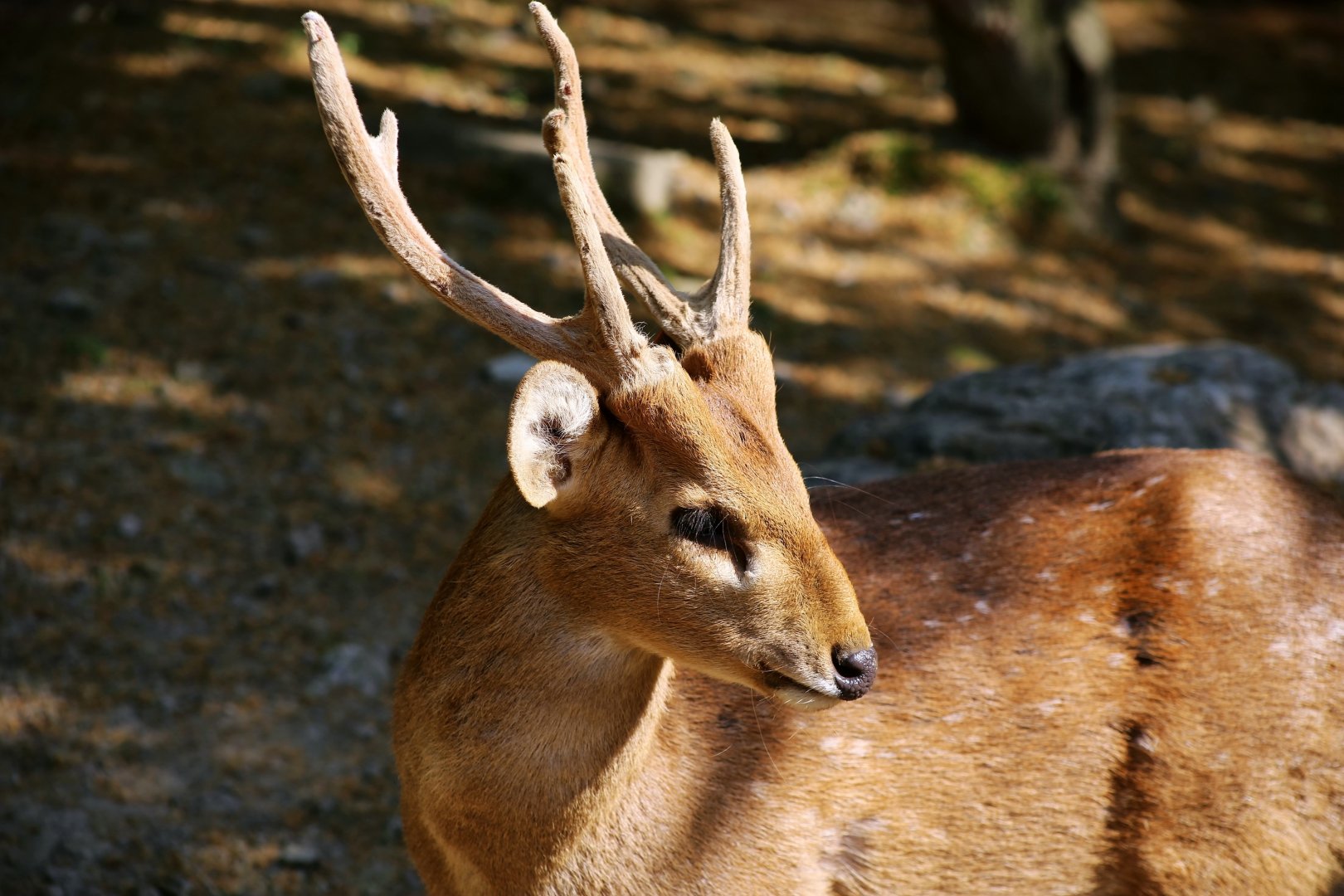Hog Deer