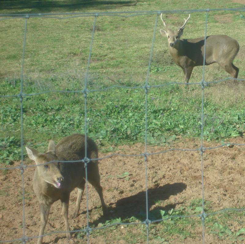 Hog Deer