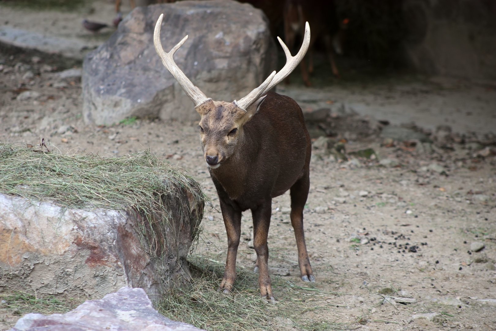 Hog Deer