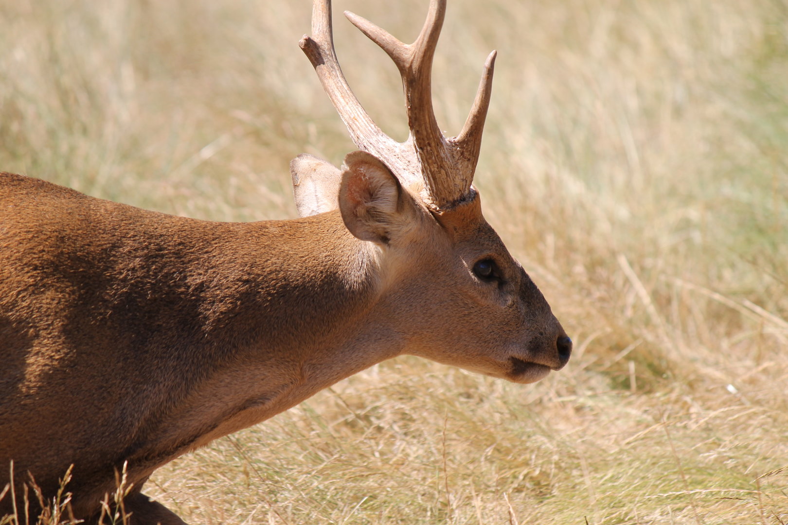 Hog Deer