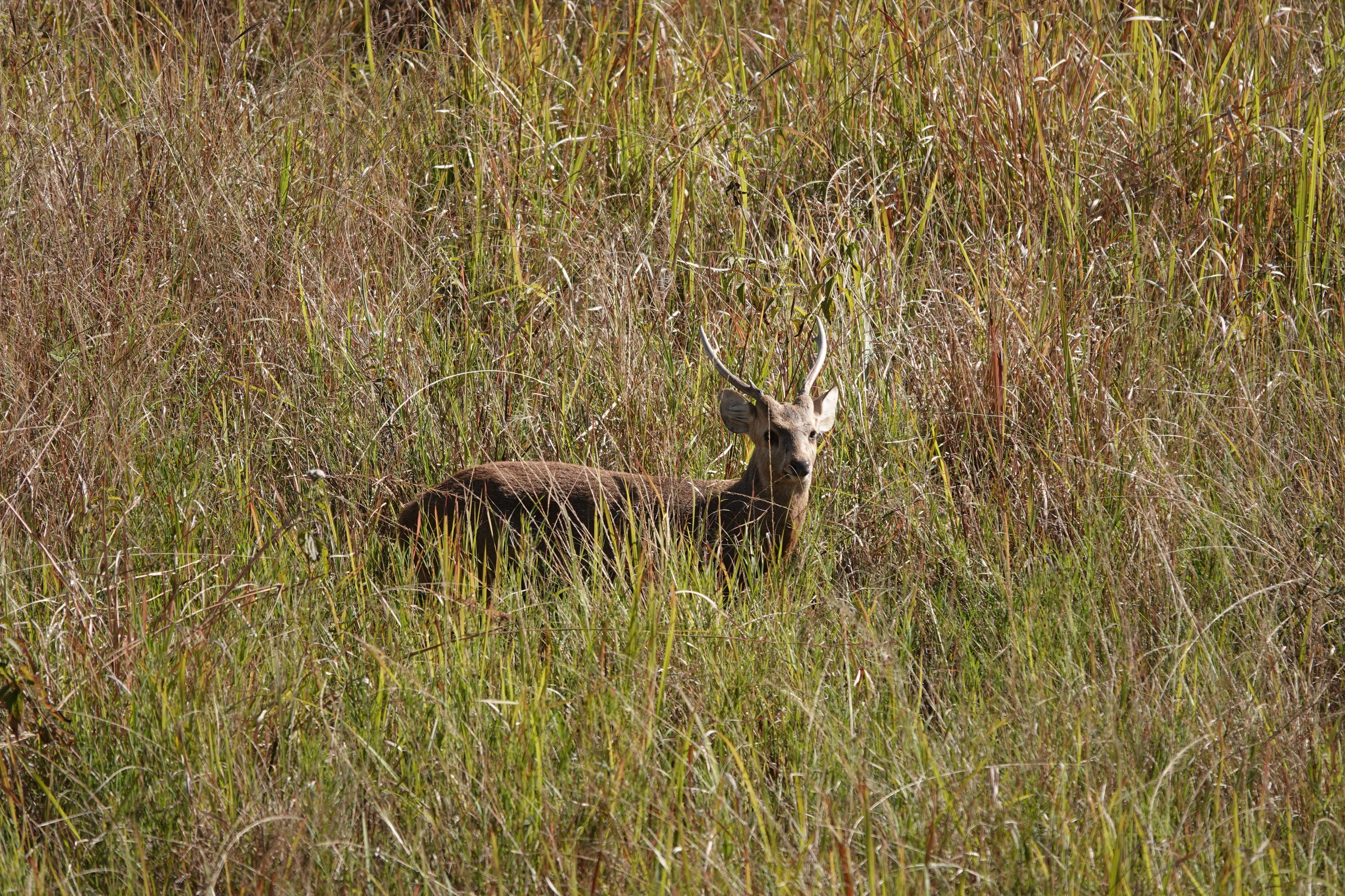 Hog Deer