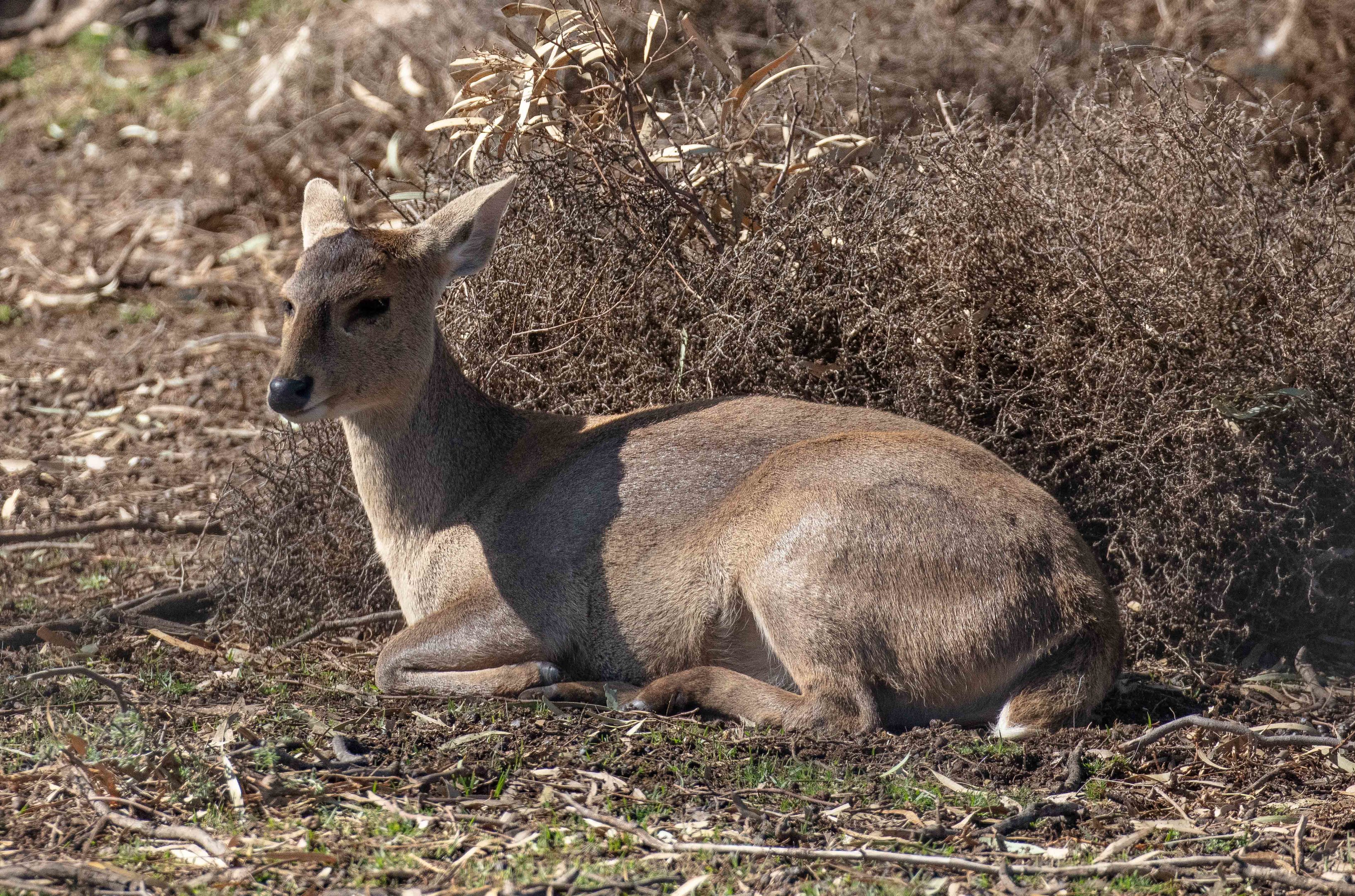 Hog Deer