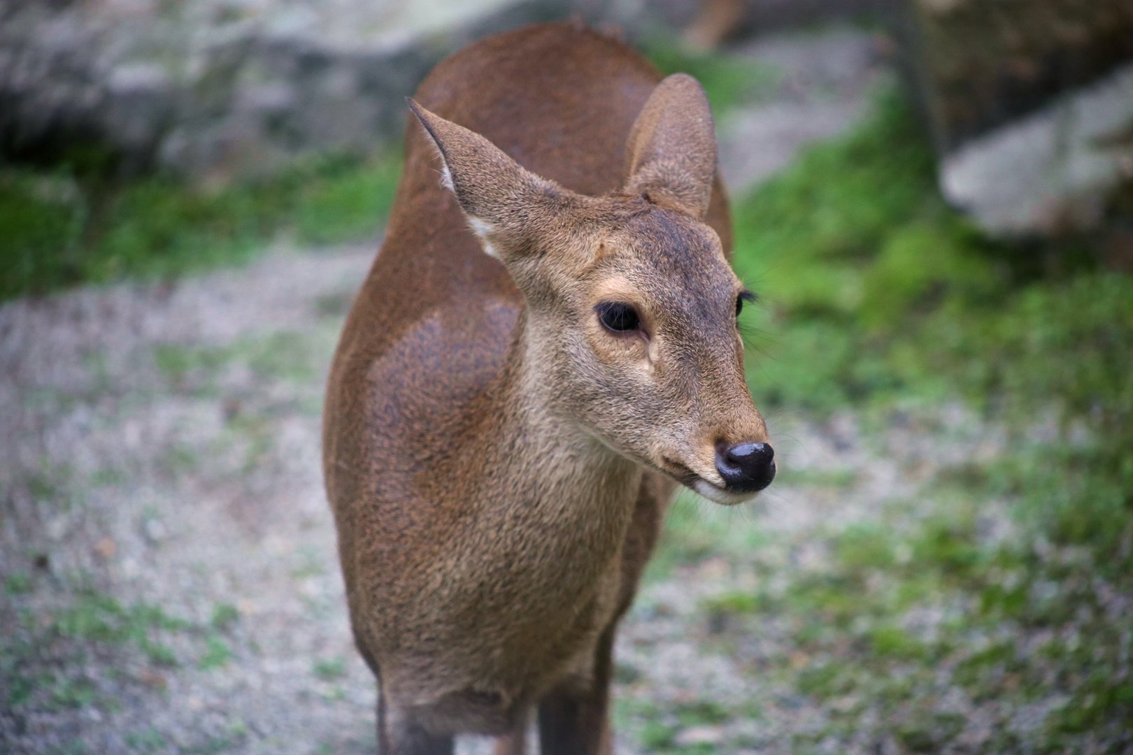 Hog Deer