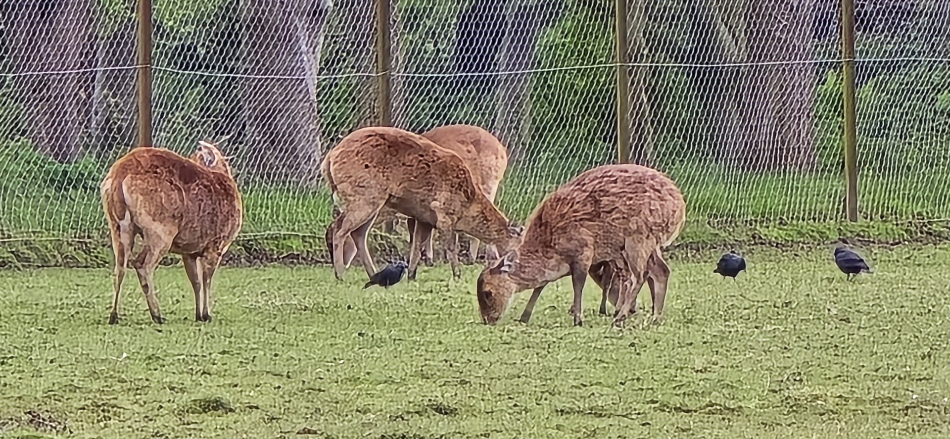 Hog deer