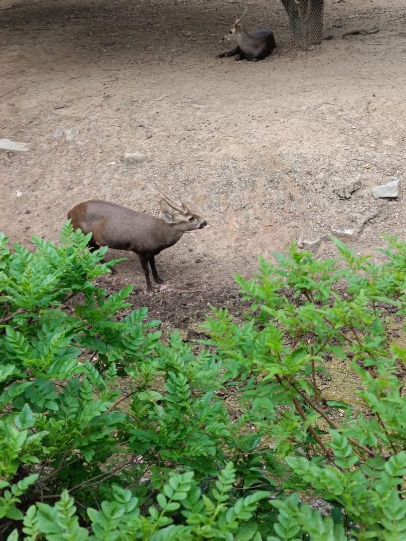 Hog deer
