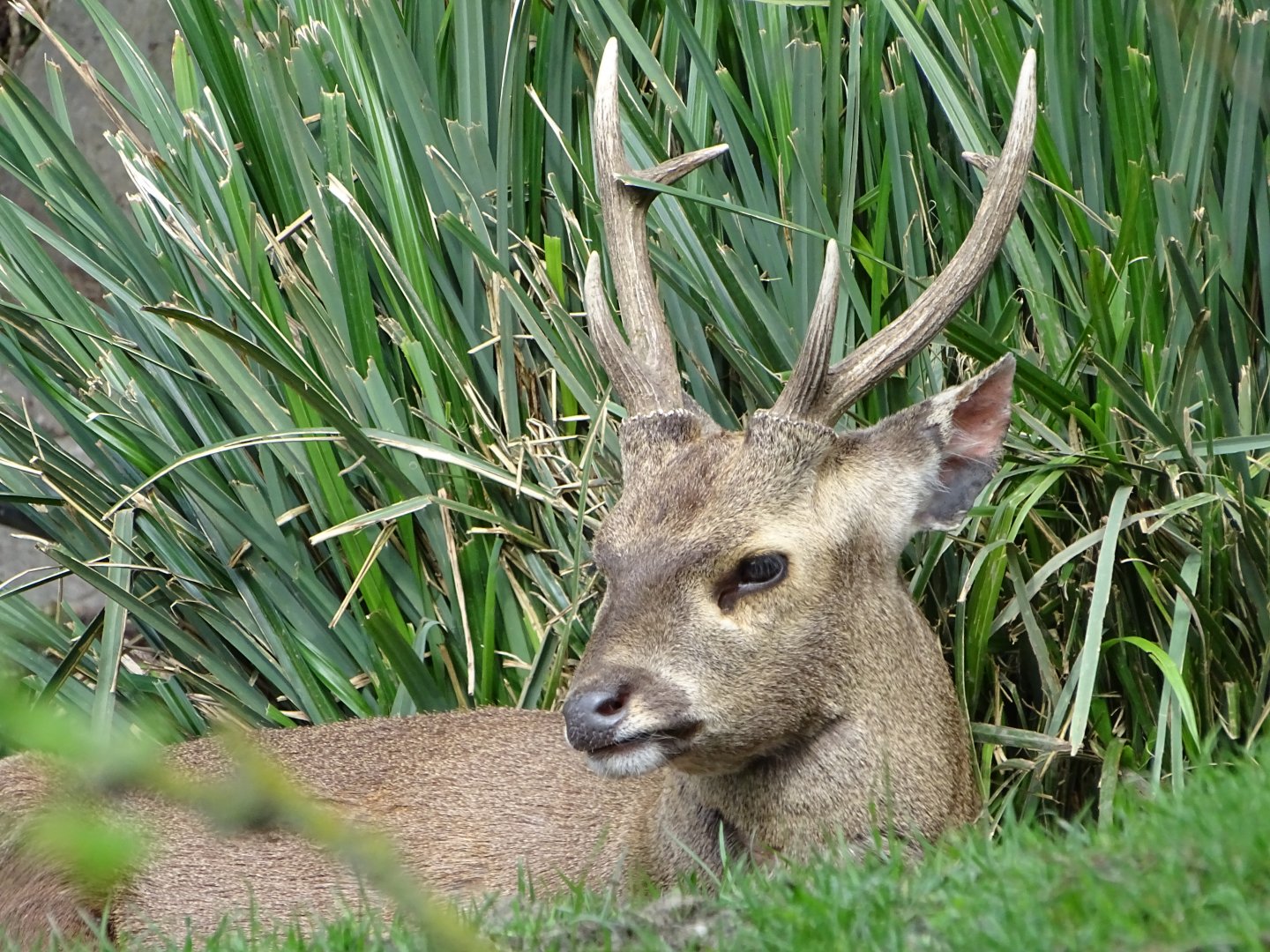 Hog deer