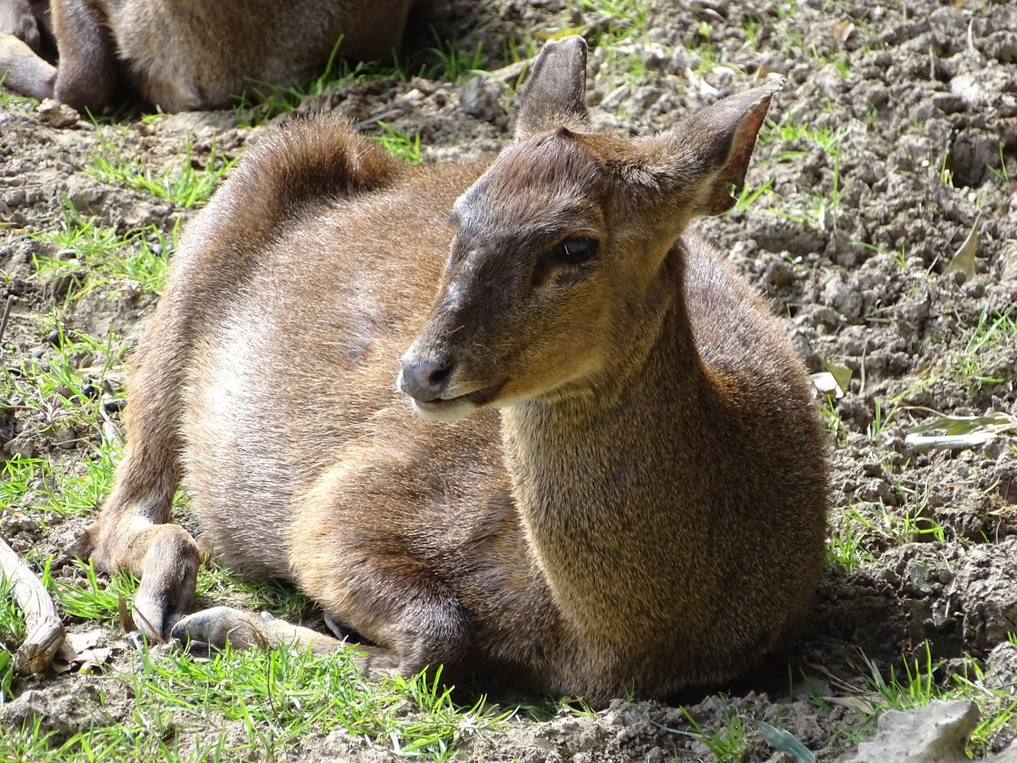 Hog deer