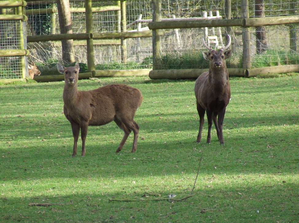 Hog Deers, Howletts Deer Park