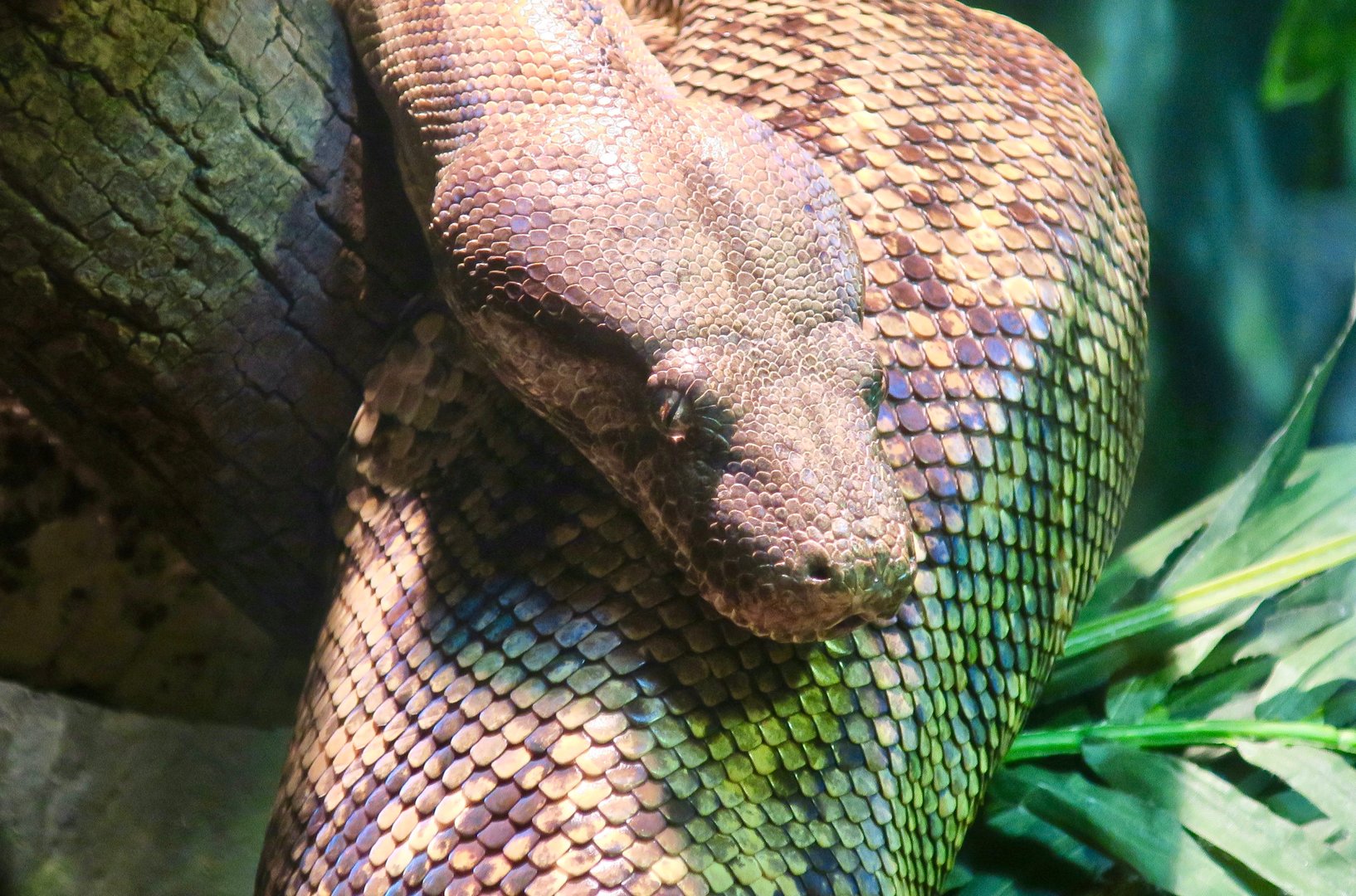 Hog Island Boa (Boa imperator)