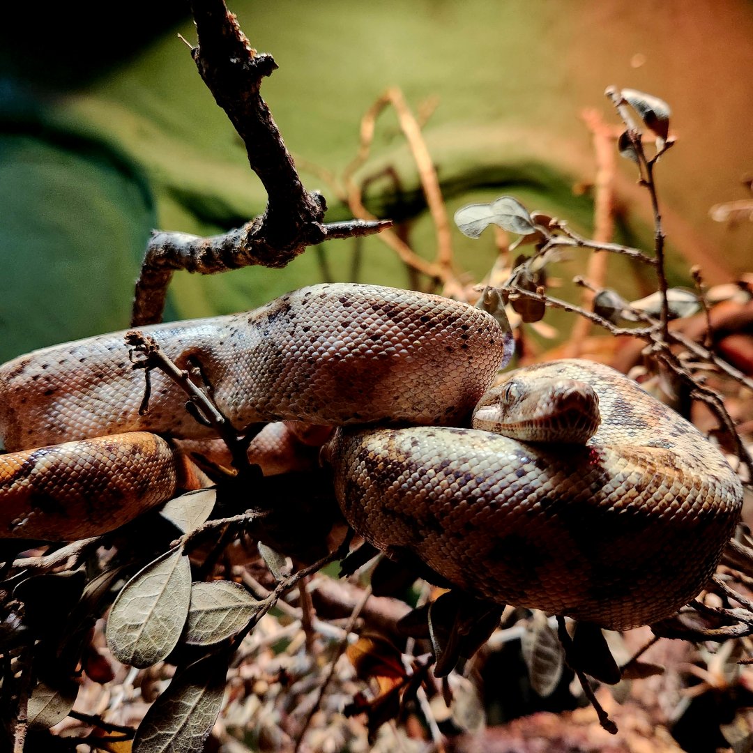 Hog Island Boa (Boa imperator)