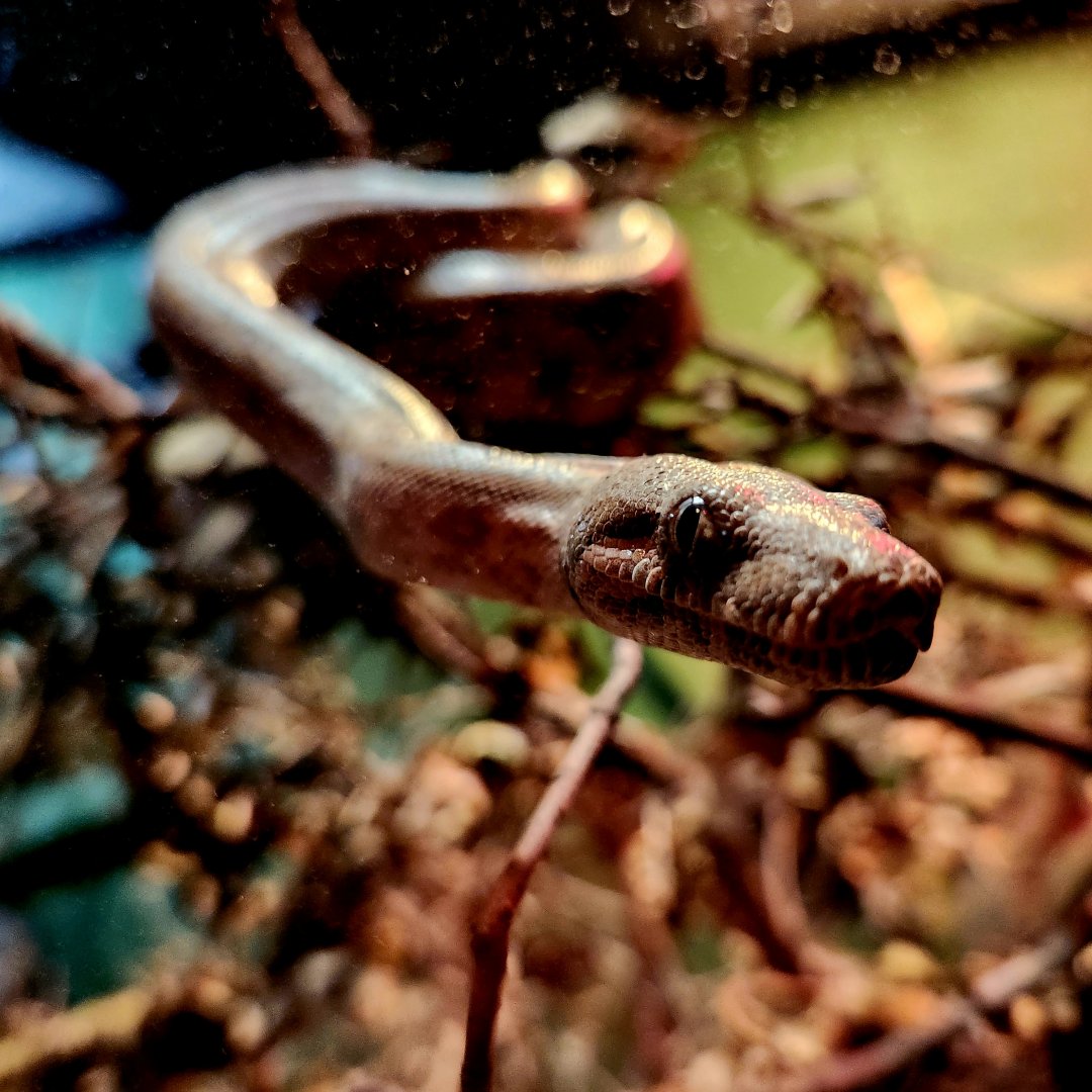 Hog Island Boa (Boa imperator)