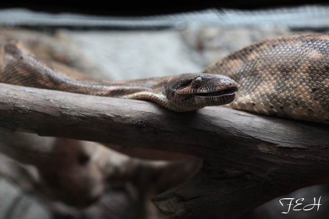 hog island boa constrictor
