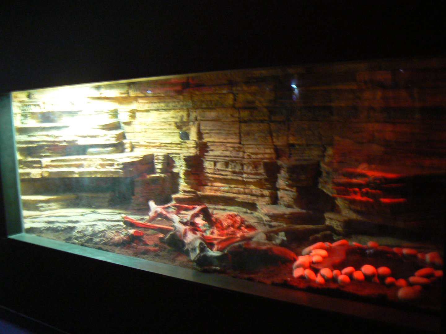 Hog Island Boa Enclosure - 12 February 2018