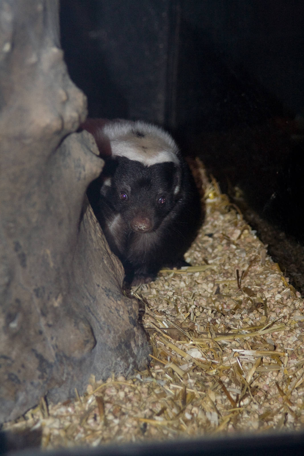 Hog-nosed Skunk (Conepatus chinga) February 2008