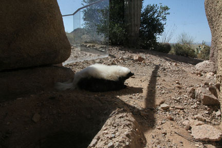 hog nosed skunk exhibit